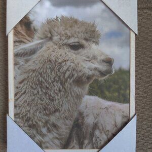 Llama Artwork 8x10" Wall Decor